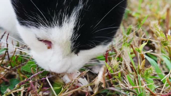 饥饿的猫在草丛上吃鱼残余物。