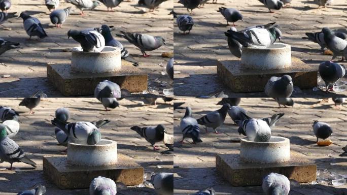 野鸽以面包为食，冬季公园里有数百只野鸽，