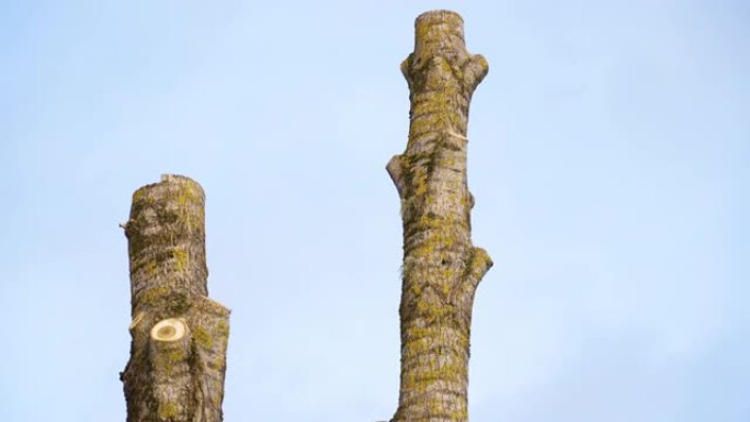 爱沙尼亚的一棵长树干，树枝被割断