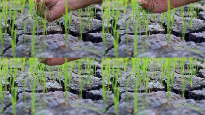 手手为在干燥土壤上生长的年轻绿色植物浇水
