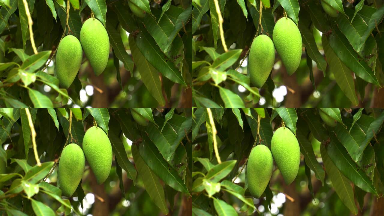 芒果树热带风光绿色植物热带水果园