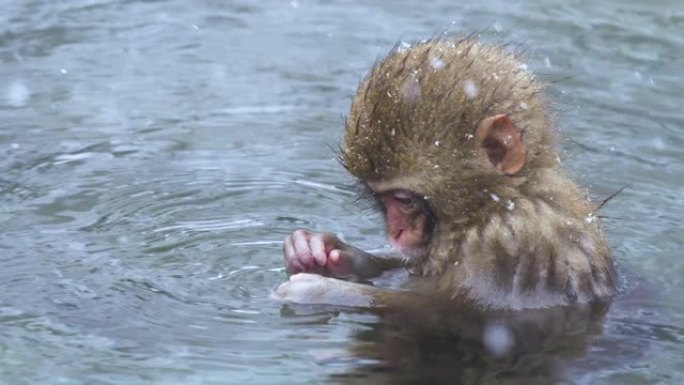 下雪了，日本小雪猴在日本中野的山上享受温泉。