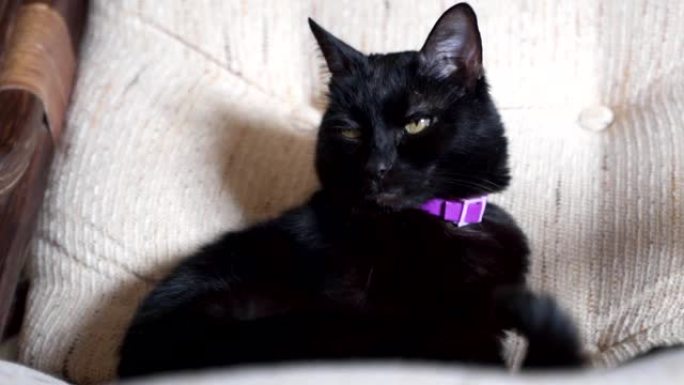 沙发上的黑色短毛猫