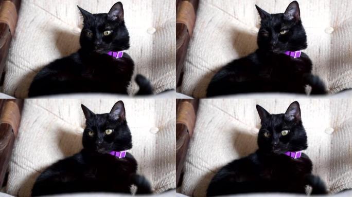 沙发上的黑色短毛猫
