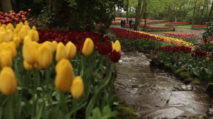 荷兰库肯霍夫花园附近的荷兰郁金香和花田。4月是去荷兰旅行的好时机。花田的景色非常壮观。数以百万计的郁