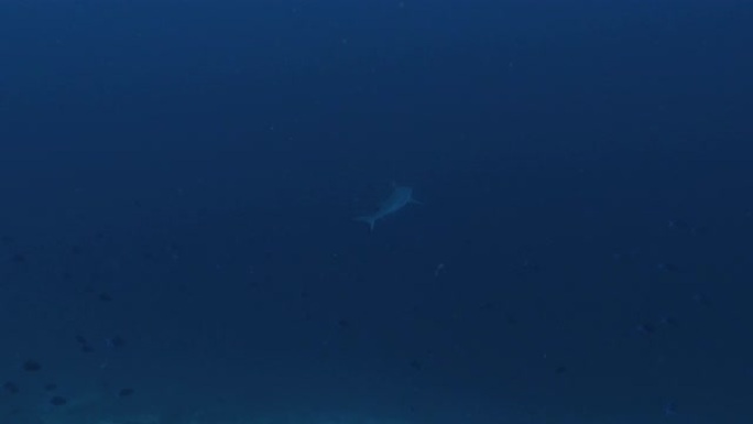 Silvertip鲨鱼沿着环礁的边缘巡游