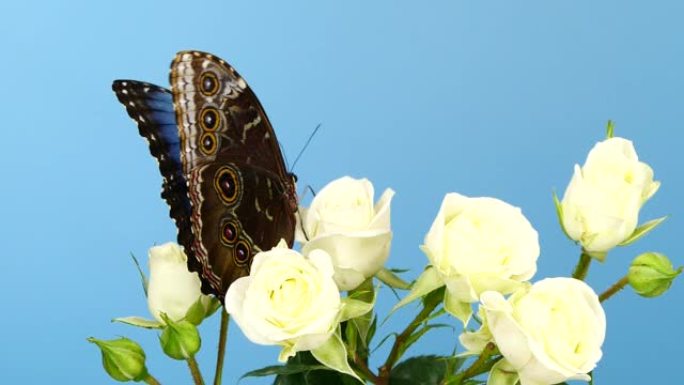 白色玫瑰上的蓝色morpho蝴蝶