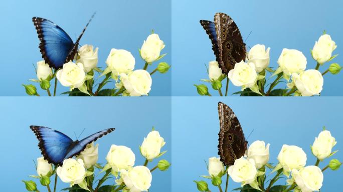 白色玫瑰上的蓝色morpho蝴蝶