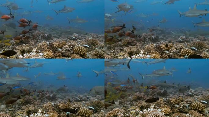 鲨鱼和鱼类在太平洋游泳。海中珊瑚礁附近有灰色鲨鱼和鱼类的水下海洋生物。在清澈的水中潜水-特写