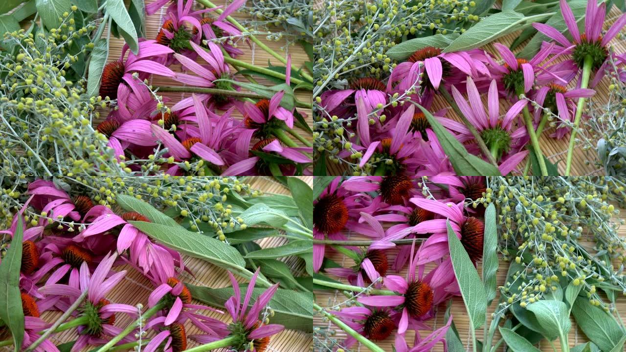 旋转新鲜草药背景。紫锥菊、艾草和鼠尾草