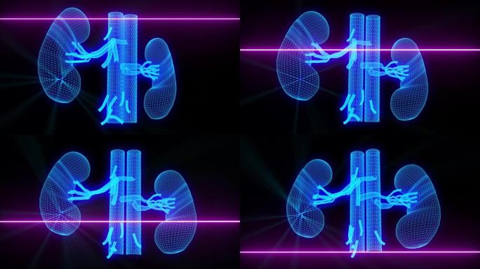 肾脏医学扫描-线框动画