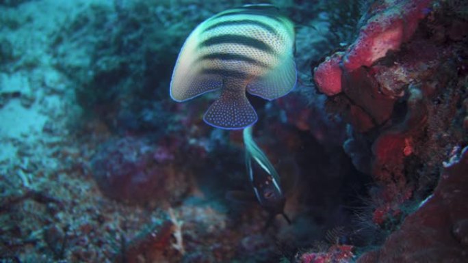 礁石上的一对珊瑚鱼