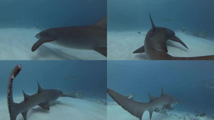 两只黄褐色的护士鲨鱼在沙质底部的蓝色水中游泳