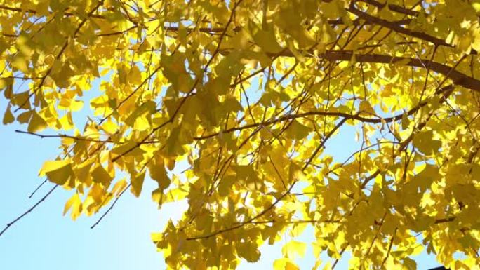 在日本东京市的秋天晴天，银杏树上的4k美丽的黄色银杏叶在风中摇曳，阳光穿过银杏叶。秋天概念中的美丽自