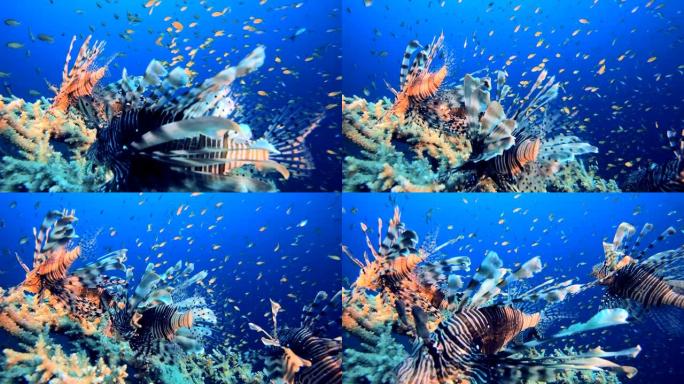 热带水下红海狮子鱼