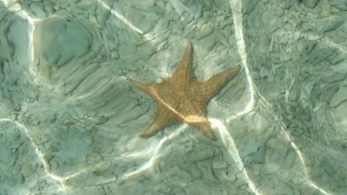 水下星鱼-水中的海星