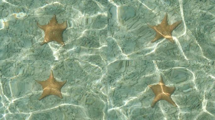 水下星鱼-水中的海星