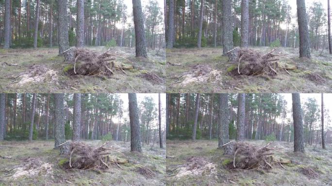 爱沙尼亚森林中被连根拔起的大树之一