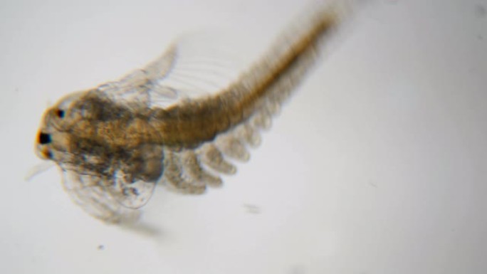 显微镜下的卤虫。特写。卤虫浮游生物，盐水虾在水中游泳。特写。无节幼体和四肢的结构卤虫。甲壳类动物。