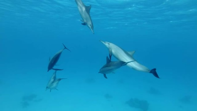 一群少年海豚在蓝色水中在水面下玩耍。旋转海豚 (Stenella longirostris)，水下射