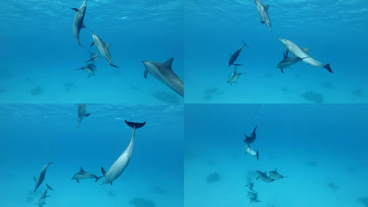 一群少年海豚在蓝色水中在水面下玩耍。旋转海豚 (Stenella longirostris)，水下射