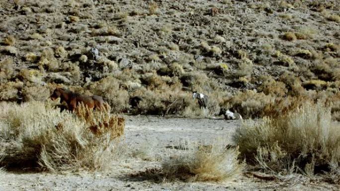 里诺附近的内华达沙漠中的野生野马马群。