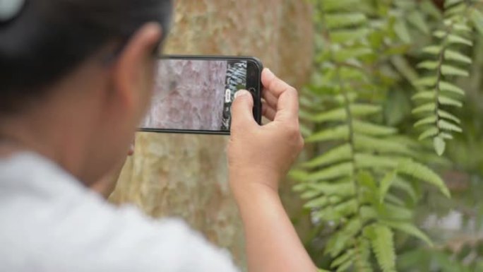 女性植物学家使用手机拍摄自然蕨类植物和环境。