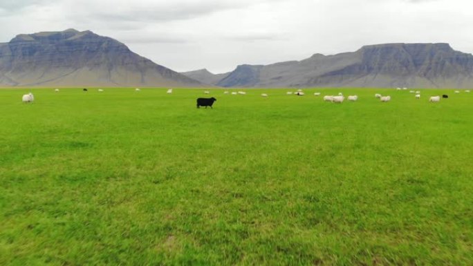 冰岛绵羊在山脉背景下的绿色草地上放牧，无人机射击