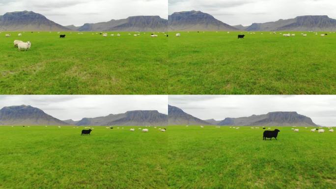 冰岛绵羊在山脉背景下的绿色草地上放牧，无人机射击