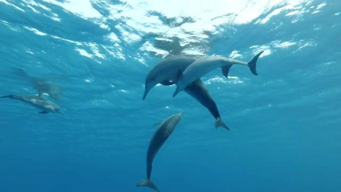 一群海豚在蓝色水中嬉戏。旋转海豚 (Stenella longirostris)，水下镜头，特写镜头