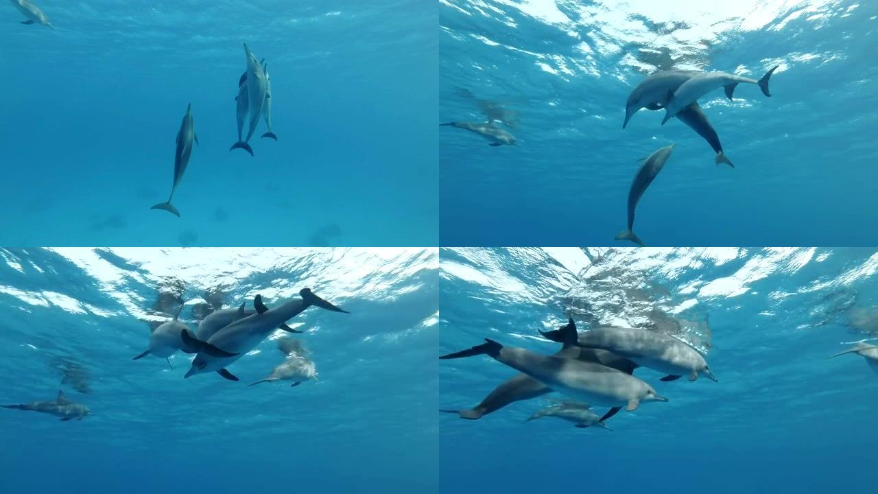 一群海豚在蓝色水中嬉戏。旋转海豚 (Stenella longirostris)，水下镜头，特写镜头