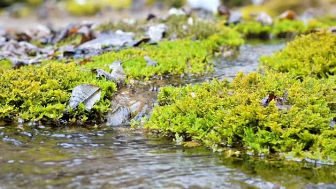 特写慢动作级联流被绿色和石化苔藓包围。山区水中矿物质含量高