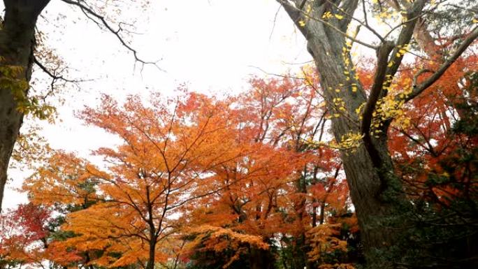 秋天的颜色枫叶树叶黄了