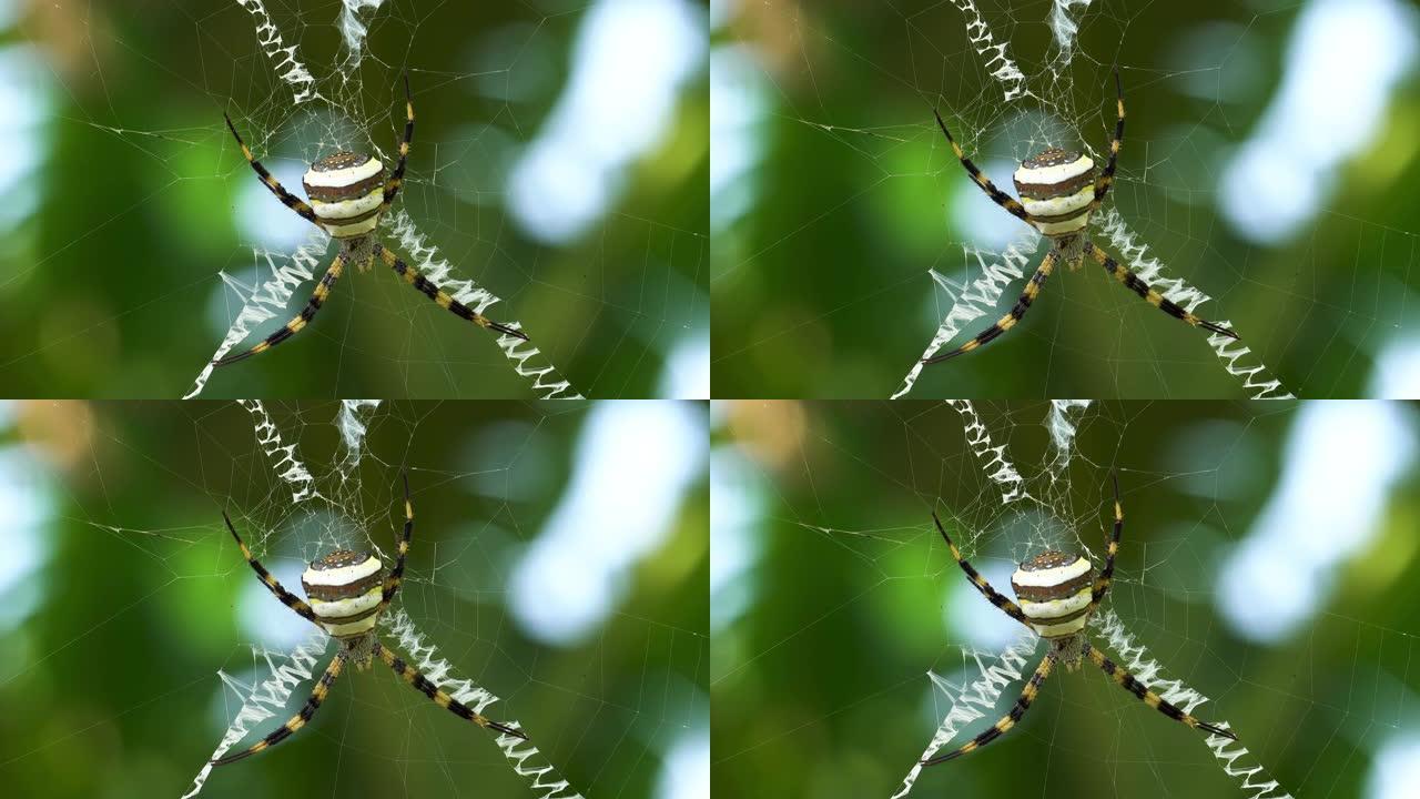 银色Argiope蜘蛛