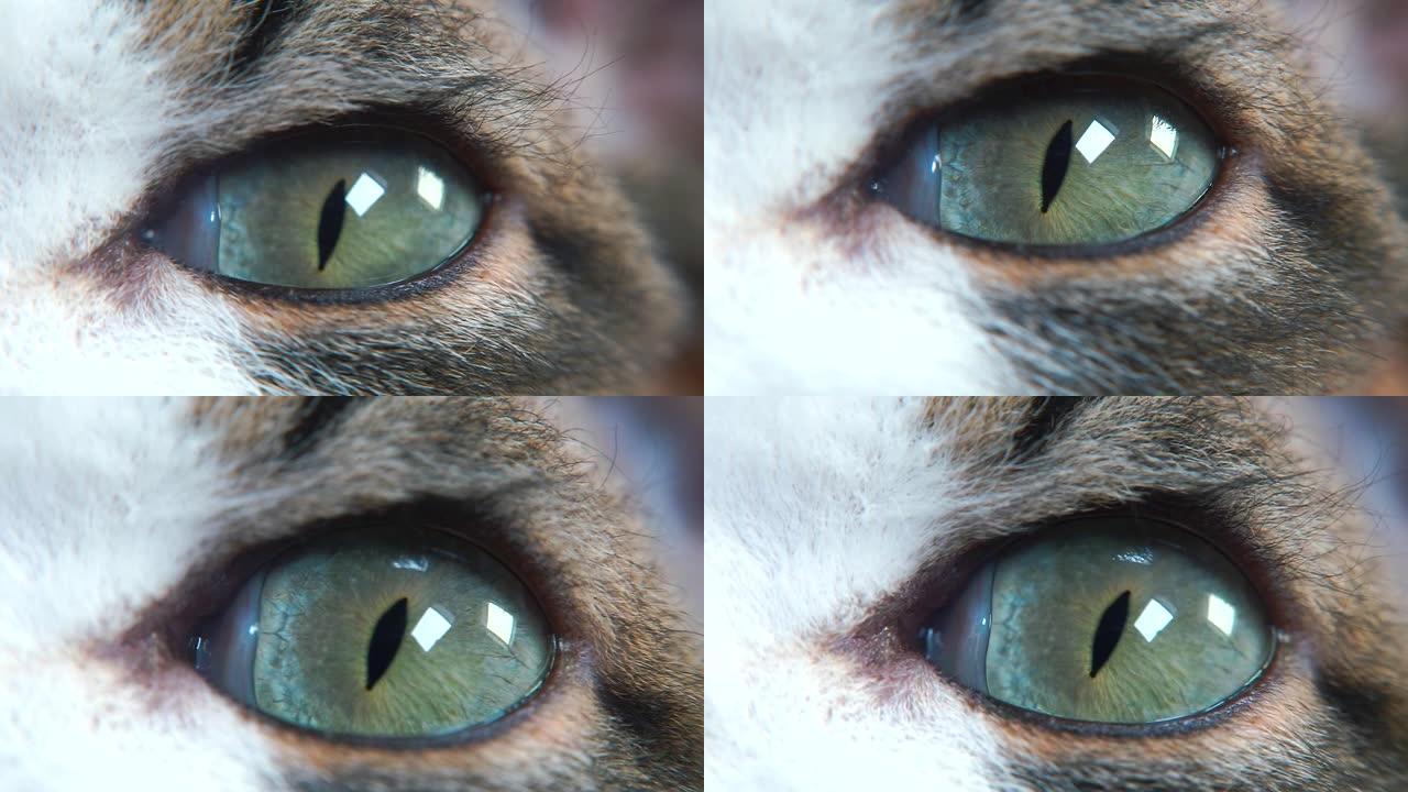 猫眼的特写。瞳孔收缩恐怖眼球