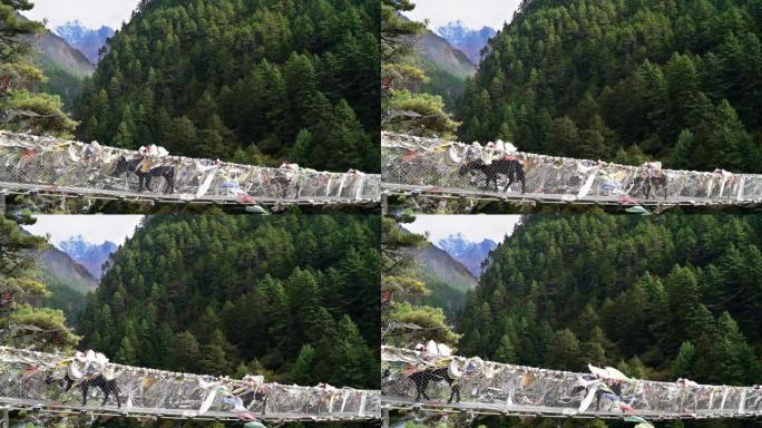 尼泊尔昆布地区满载的尼泊尔牦牛穿过铰链桥的4k镜头，