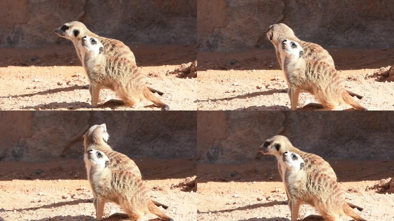 一对猫鼬 (Suricata suricatta) 在沙漠沙地中四处张望。