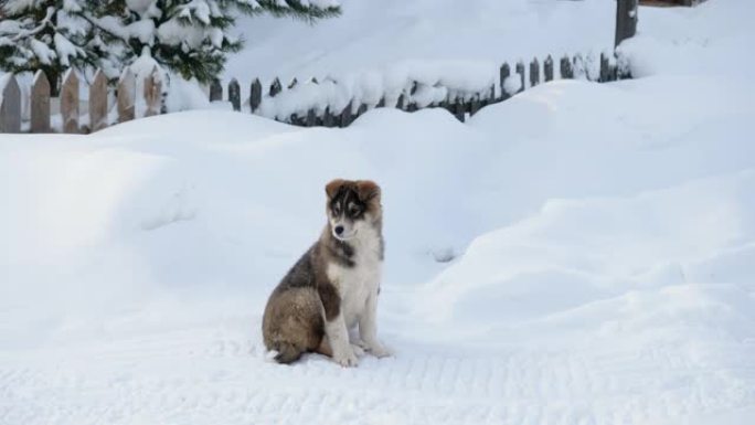 西西伯利亚莱卡的小狗。年轻的狩猎纯种狗坐在西伯利亚村的雪地上，平静地环顾四周。俄罗斯。4K