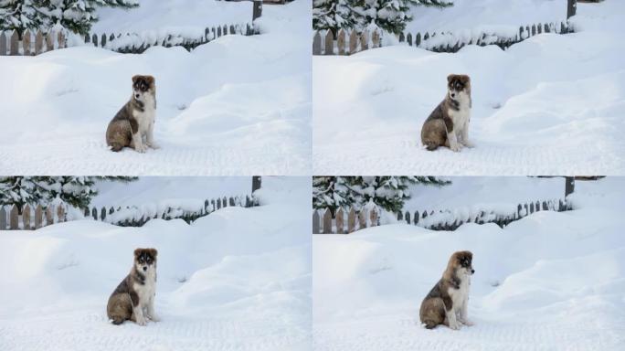 西西伯利亚莱卡的小狗。年轻的狩猎纯种狗坐在西伯利亚村的雪地上，平静地环顾四周。俄罗斯。4K