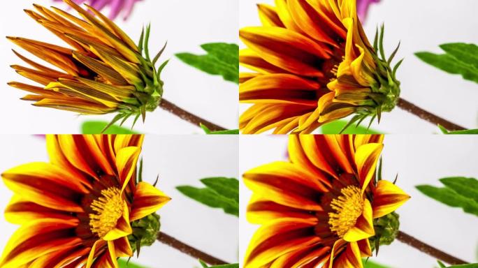 太阳花-Gazania在白色背景上的4k视频中绽放。9:16比例的垂直时间流逝手机和社交媒体准备就绪
