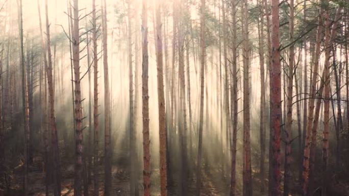 带黄色雾的神秘秋天松树林