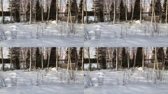 吃桦树雪林雪景冰天雪地