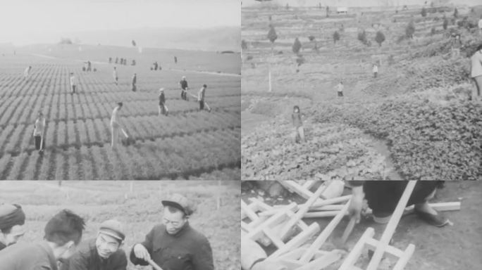 60年代  豌豆种植