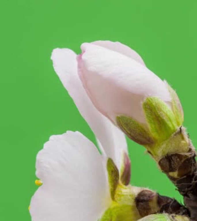 杏花的4k垂直延时开花并在绿色背景上生长。杏李盛开的花。9:16比例的垂直时间流逝手机和社交媒体准备