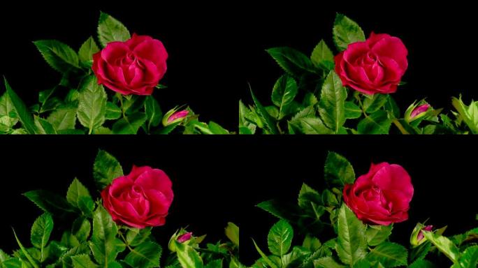 生长和枯萎的红玫瑰花的时间流逝