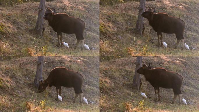 印度森林保护区中的印度野牛或Gaur