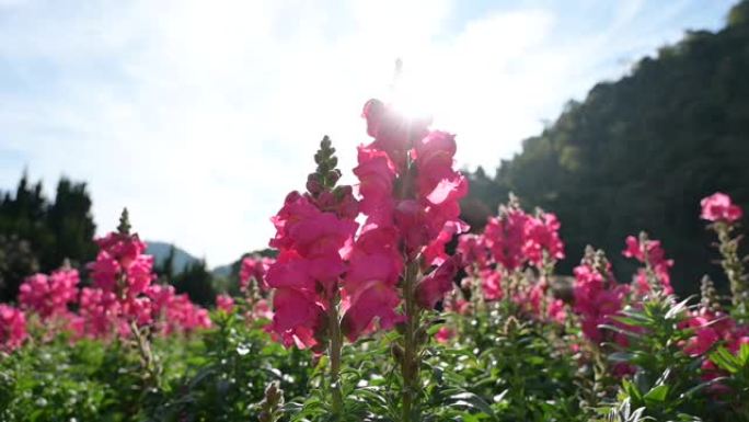 金鱼草花园大山花朵公园