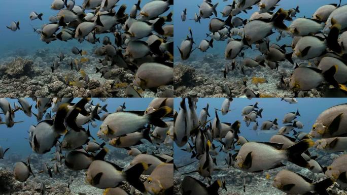 法属波利尼西亚大溪地附近的毛利人鲷鱼。海洋生物，鱼类在海洋珊瑚礁附近游泳。在清澈的水中潜水-4K