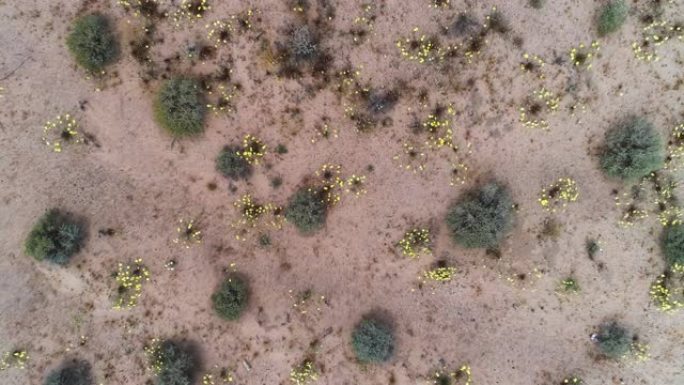 蝴蝶为外来的山楂花和本地的木榴油灌木传粉，在春季的加州沙漠超级开花期间盛开。无人机摄像头向下拍摄的视