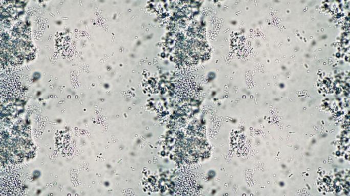 显微镜下的乳杆菌漂浮在培养物中